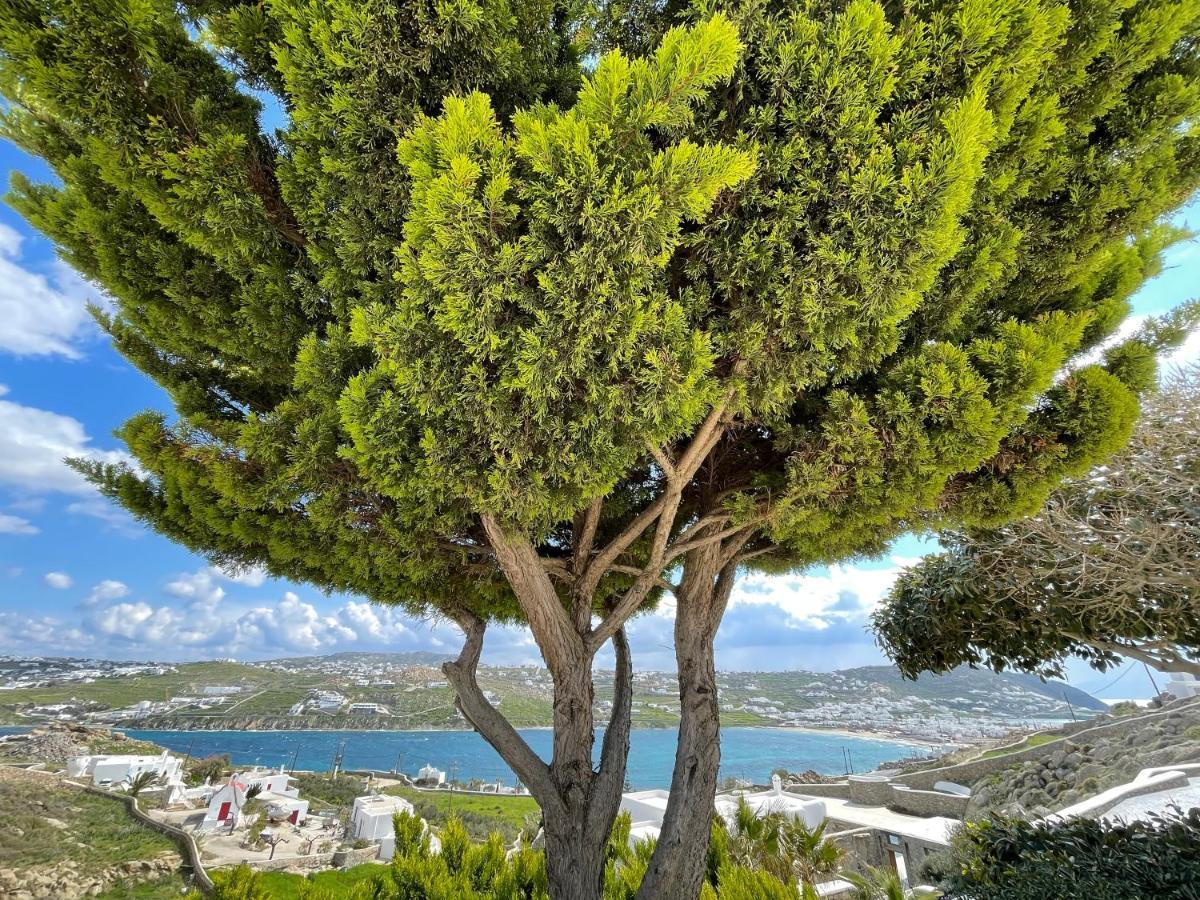 Yalos Mykonos Ornos Pouli Private Apartments W Shared Swimming Pool Mykonos Town Buitenkant foto